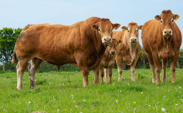 Μοσχοι Limousin - Image 2