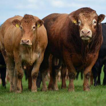 Μοσχοι Limousin