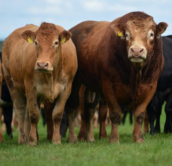 Μοσχοι Limousin